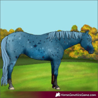 Horse Color:ERROR: UNKNOWN ANOMALY