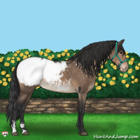 Horse Color:Brown Dun Sabino Appaloosa