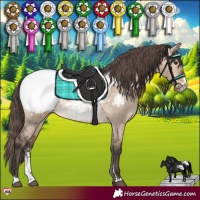 Horse Color:Brown Dun Sabino Appaloosa