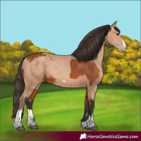 Horse Color:Bay Splash Frame  and Amber Champagne Splash Frame 