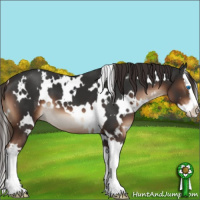 Horse Color:White Spotted Liver Chestnut Sabino Splash 