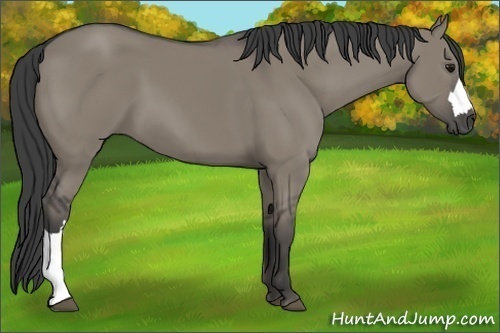 Horse Color:Smoky Grullo 