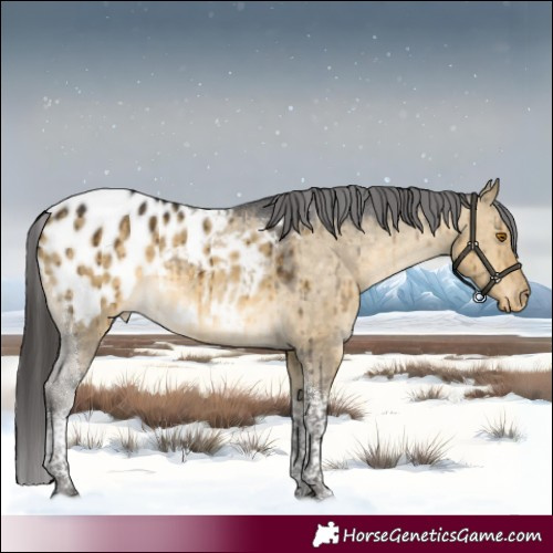 Horse Color:Buckskin Dun Tobiano Blanket Brindle