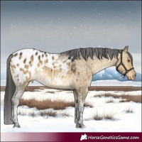 Horse Color:Buckskin Dun Tobiano Blanket Brindle 