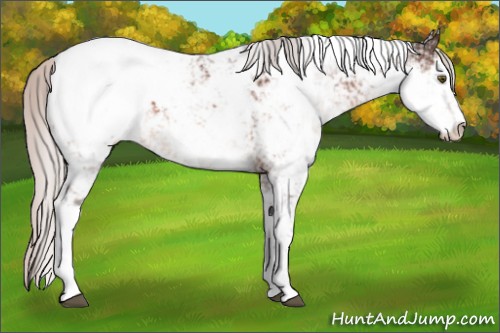 Horse Color:Silver Bay Mushroom Sabino Appaloosa 