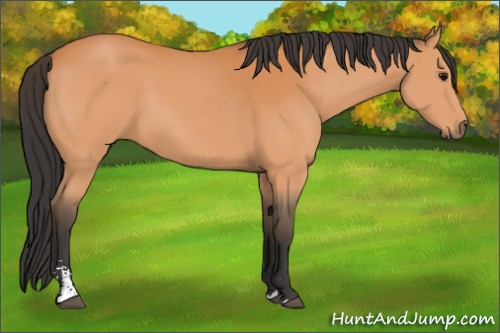Horse Color:Bay Sabino 