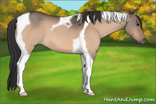 Horse Color:Bay Dun Tobiano 