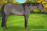 Horse Color:Grullo 