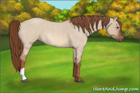 Horse Color:Red Dun Roan 
