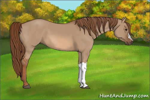 Horse Color:Red Dun