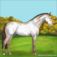 Horse Color:Amber Champagne Roan Frame 