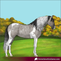 Horse Color:Grullo Roan Tobiano 