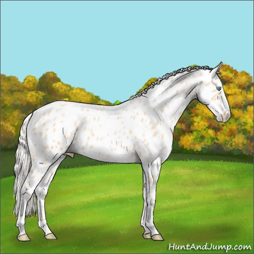 Horse Color:Silver Buckskin Pearl Sabino Appaloosa 