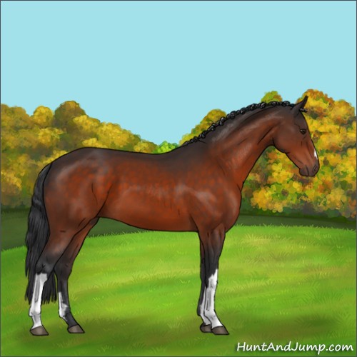 Horse Color:Brown 