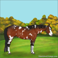 Horse Color:Gray White Spotted Bay Splash