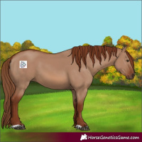 Horse Color:Red Dun 