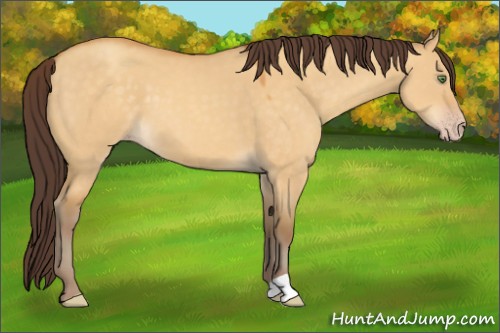 Horse Color:Sable Cream Champagne Dun 