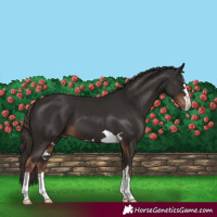 Horse Color:Liver Chestnut 