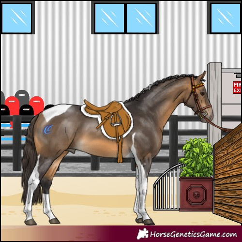 Horse Color:Buckskin Tobiano