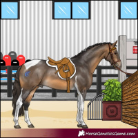 Horse Color:Buckskin Tobiano 