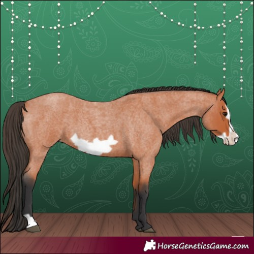 Horse Color:Bay Roan Frame 