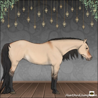 Horse Color:Brown Dun 
