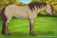 Horse Color:Liver Red Dun 
