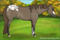 Horse Color:Smoky Grullo Appaloosa 