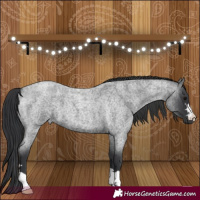 Horse Color:Blue Roan 