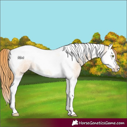 Horse Color:Gold Champagne Roan Splash Tobiano 