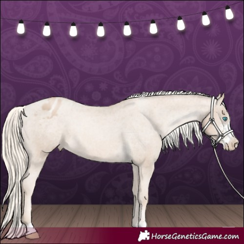 Horse Color:Chocolate Palomino Pearl Sabino Appaloosa Rabicano 