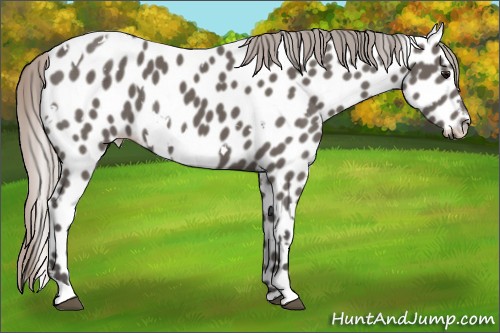 Horse Color:White Spotted Silver Black Appaloosa 