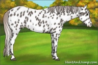 Horse Color:White Spotted Silver Black Appaloosa