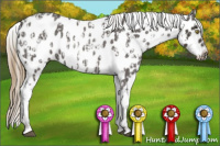 Horse Color:Palomino Roan Near Leopard and Smoky Blue Roan Near Leopard