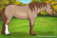 Horse Color:Red Dun 