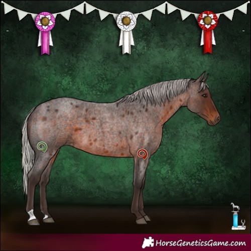 Horse Color:Silver Brown Roan 