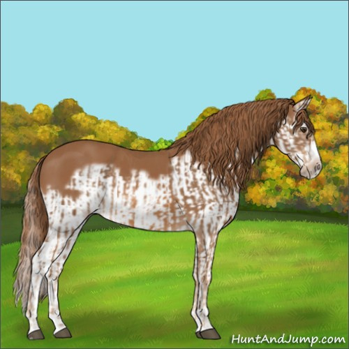 Horse Color:Chestnut Splash Frame and Chestnut Splash Frame