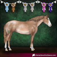 Horse Color:Liver Chestnut Pearl Sabino Rabicano