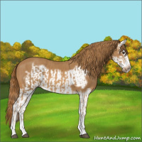 Horse Color:Chestnut Splash Frame  and Chestnut Splash Frame 