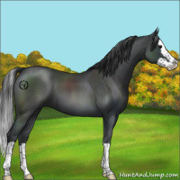 Horse Color:Blue Roan Splash 