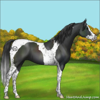 Horse Color:Black Splash Tobiano 