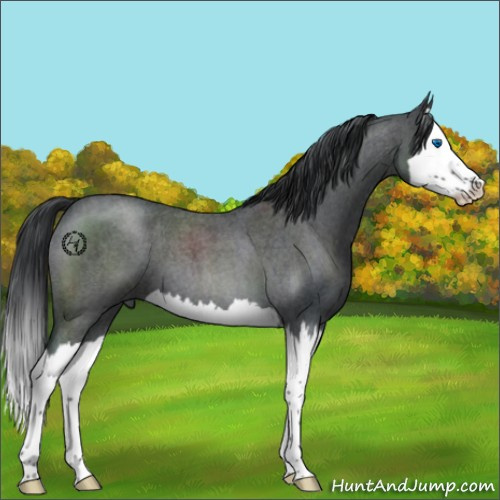 Horse Color:Blue Roan Splash 
