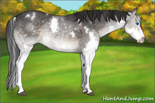 Horse Color:White Spotted Brown Dun Splash Tobiano 
