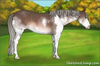 Horse Color:Liver Chestnut Mushroom Splash 