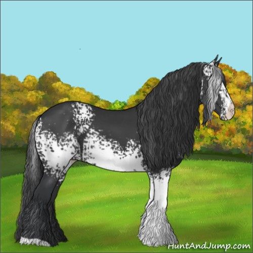 Horse Color:White Spotted Black