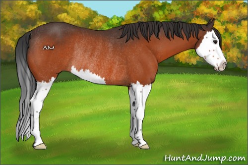 Horse Color:Bay Splash Rabicano 