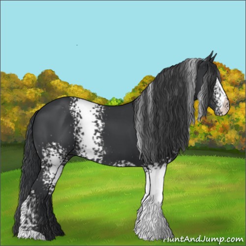 Horse Color:White Spotted Black
