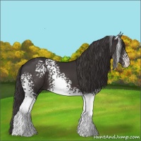 Horse Color:White Spotted Smoky Black 