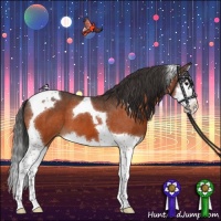 Horse Color:Bay Splash Tobiano Appaloosa 