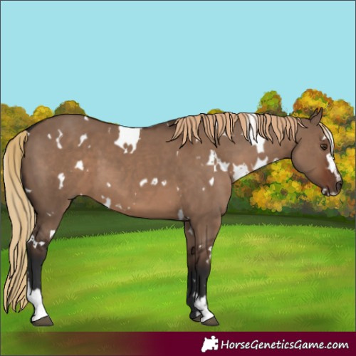 Horse Color:White Spotted Liver Red Dun Sabino 